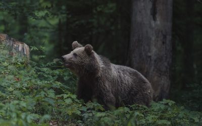 Navegando a través de la Tormenta: Ataques de Pánico, Ansiedad y la Búsqueda de la Calma Interior